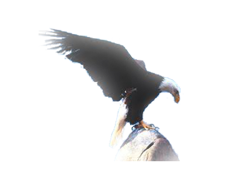png-kus-resimleri-flatkolik-39.png