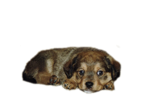 png-kopek-resimleri-4.png