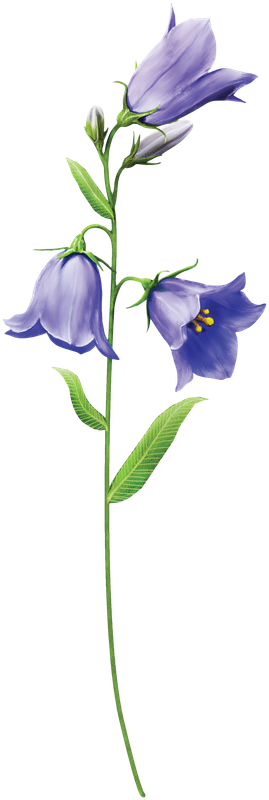 cicek_png_48.png