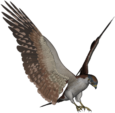 png-kus-resimleri-flatkolik-41.png
