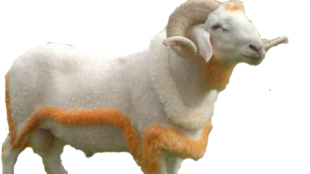kurbanlik-koc-png-resimleri-5.png