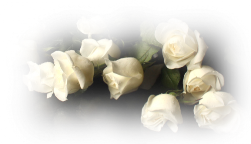 temalik-png-beyaz-gul-resimleri-6.png