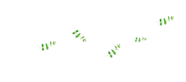 dekor_png_2_552.png
