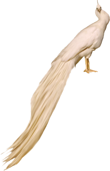png-kus-resimleri-flatkolik-33.png