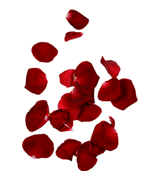 flatkolik-kirmizi-gul-yapraklari-png-resimleri-1.png