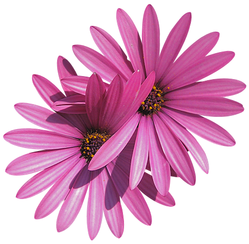 cicek_png_106.png