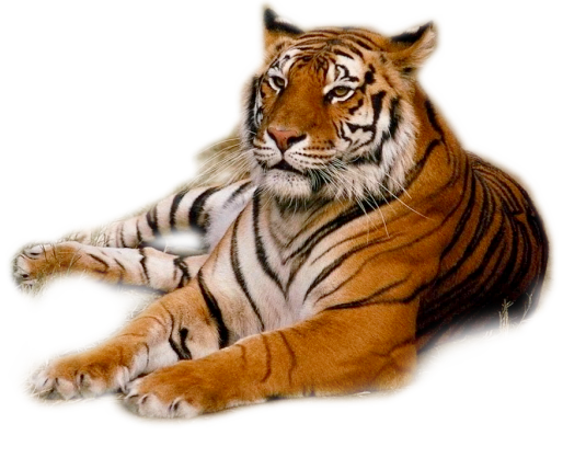 karisik-birbirinden-sevimli-png-hayvan-resimler-9.png
