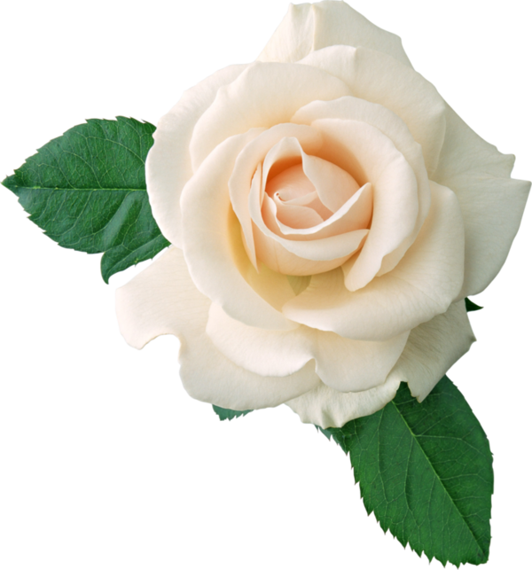 temalik-png-beyaz-gul-resimleri-11.png