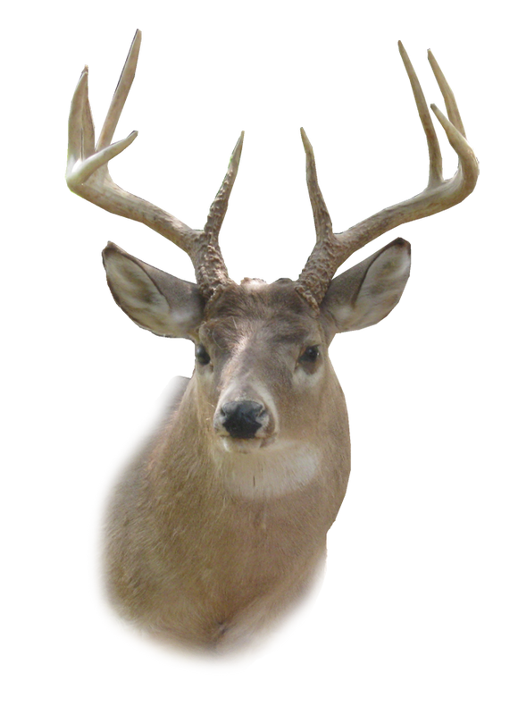 png-geyik-resimleri-9.png