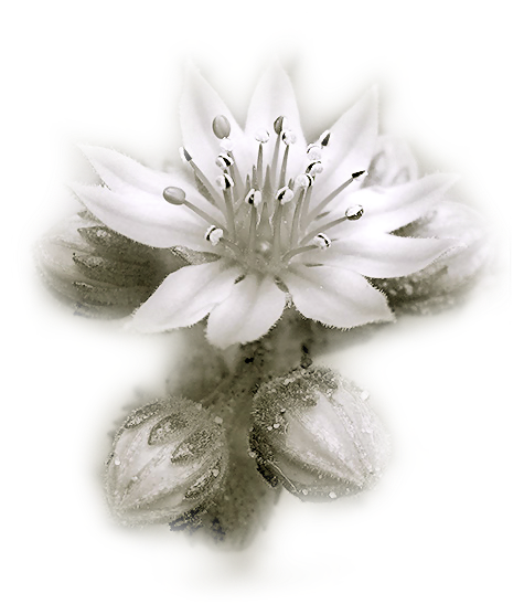 cok-guzel-png-gul-ve-cicek-resimleri-10.png
