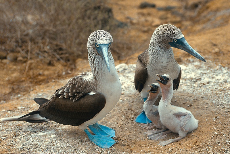 mavi-ayakli-sumsuk-kusu.jpg