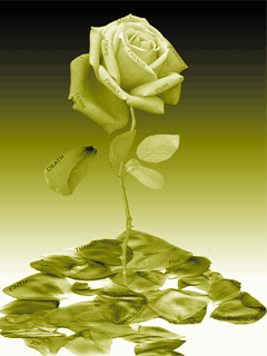 beautifulr_vq7oo75s28qsk.gif