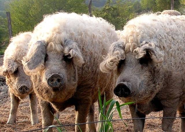 mangalitsa-domuzu.jpg