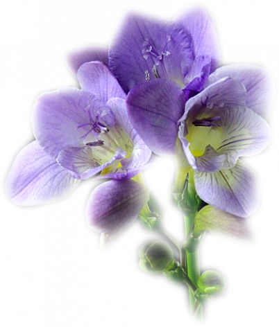 png-cicek-resimleri-5.png