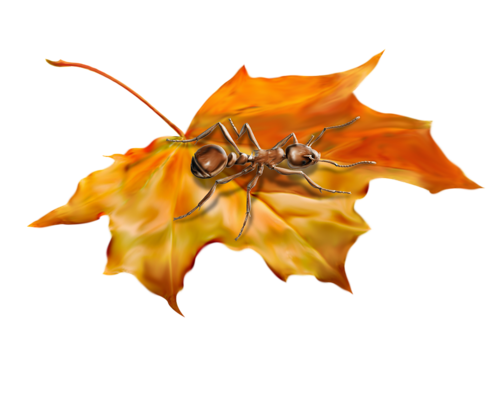 renkli-png-yaprak-resimleri-agac-yaprak-resimleri-flatkolik-7.png