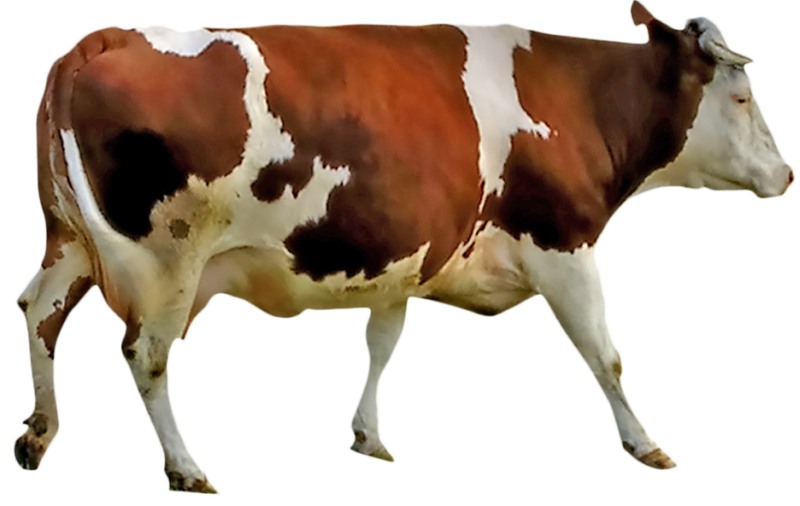 kurbanlik-koc-png-resimleri-10.png