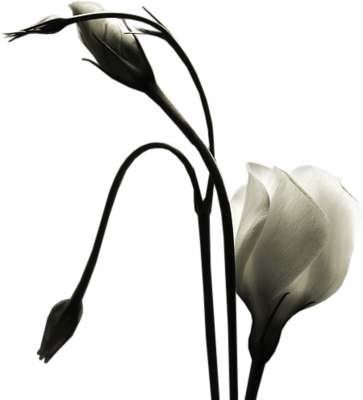cok-guzel-png-gul-ve-cicek-resimleri-9.png