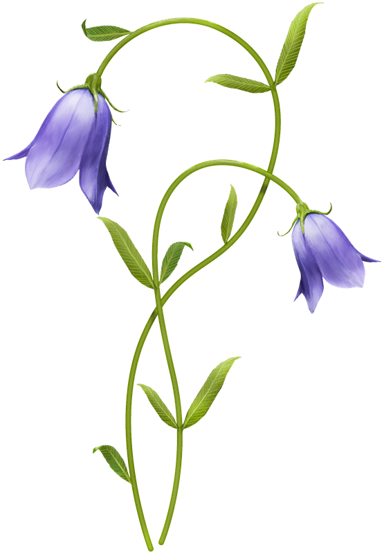 cicek_png_47.png