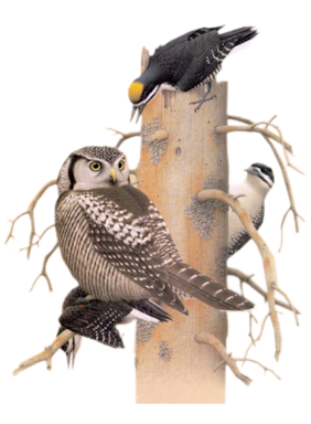 png-kus-resimleri-flatkolik-26.png