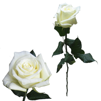 temalik-png-beyaz-gul-resimleri-5.gif