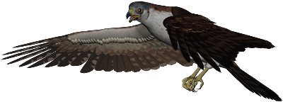 png-kus-resimleri-flatkolik-42.png
