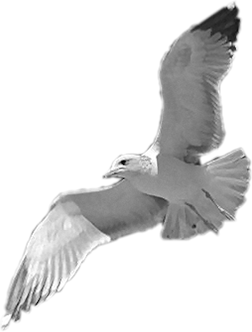 png-kus-resimleri-flatkolik-19.png