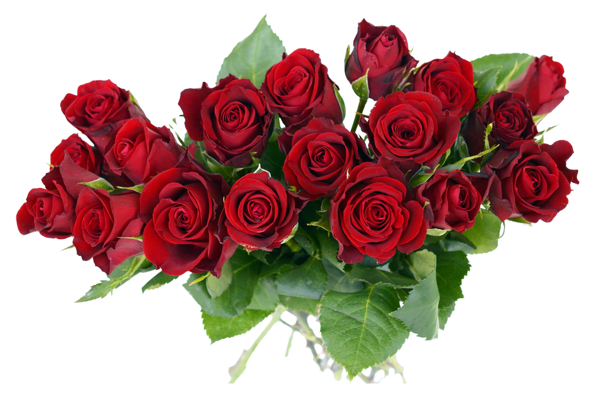 flatkolik-temalik-kirmizi-gul-png-resimler-2.png