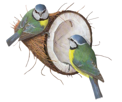 png-kus-resimleri-flatkolik-31.png
