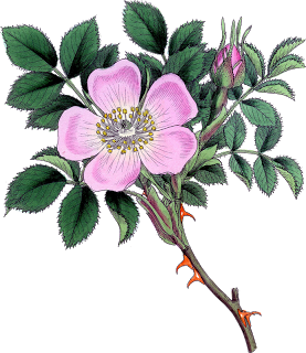 cicek_png_75.png
