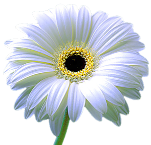 PNG-Beyaz-Papatyalar-PNG-effaf-Papatya-Resimleri15.png