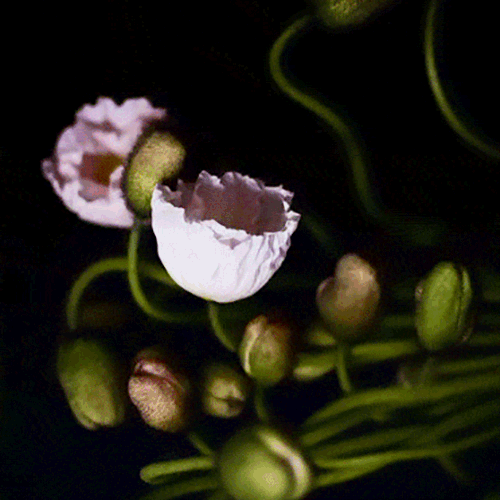 beautiful-flowers-hipster-blooming-animated-gif.gif