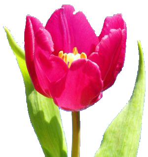 temalariniz-icin-png-cicek-resimleri-1.png