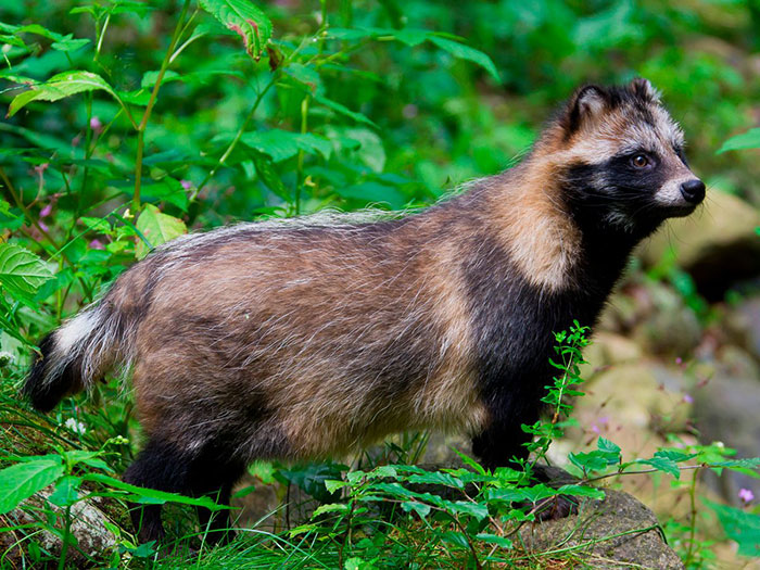 rakun-kopegi.jpg