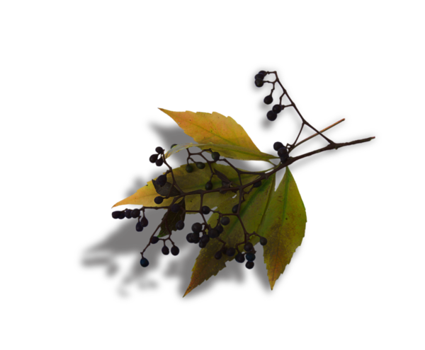 renkli-png-yaprak-resimleri-agac-yaprak-resimleri-flatkolik-10.png