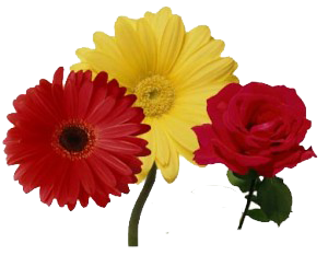 temalariniz-icin-png-cicek-resimleri-4.png