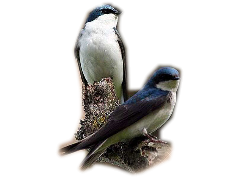 png-kus-resimleri-flatkolik-2.png