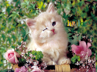 img-20731024e160azxl.gif