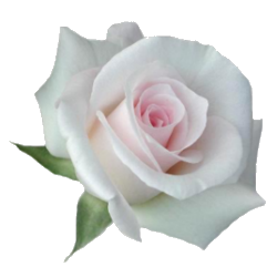 temalik-png-beyaz-gul-resimleri-10.png