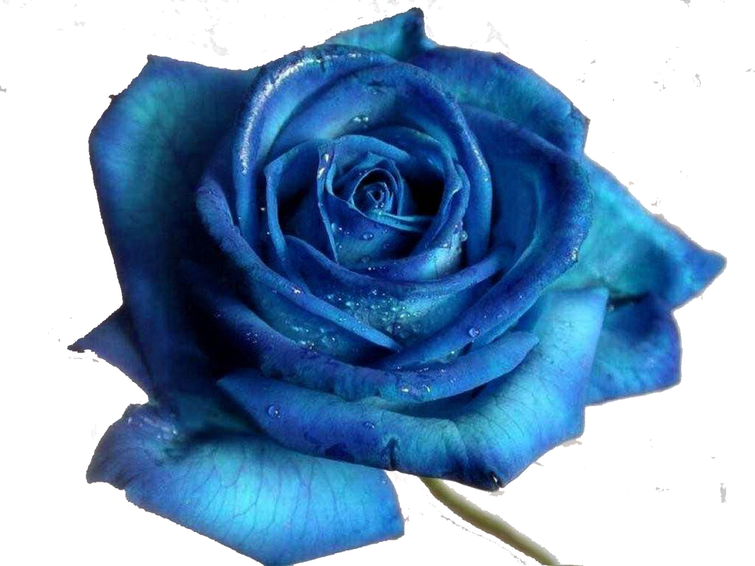 png-mavi-gul-resimleri-4.png