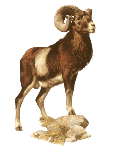 karisik-birbirinden-sevimli-png-hayvan-resimler-14.png