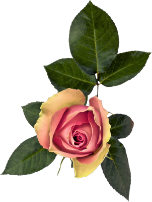 cicek_png_37.png