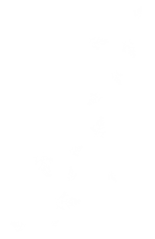 dekor_png_2_562.png