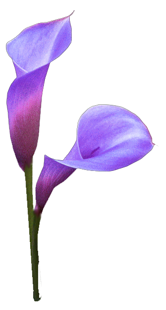 mor-renki-cicek-pngleri-7.png