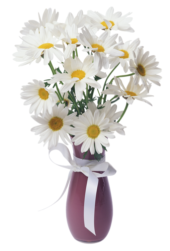 PNG-Beyaz-Papatyalar-PNG-effaf-Papatya-Resimleri16.png