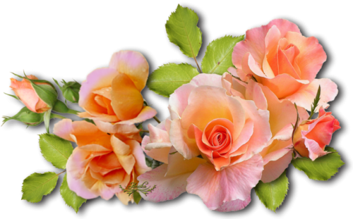 cicek_png_107.png