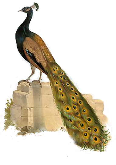 png-kus-resimleri-flatkolik-21.png