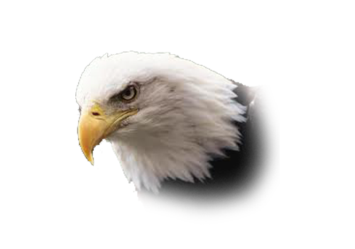 png-kus-resimleri-flatkolik-38.png