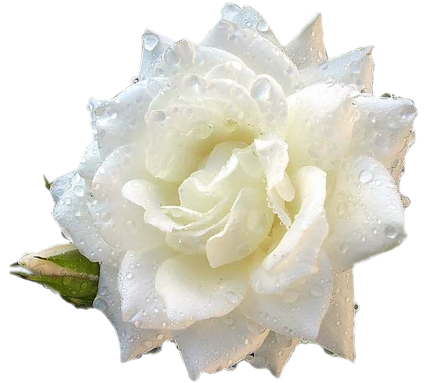 temalik-png-beyaz-gul-resimleri-3.png