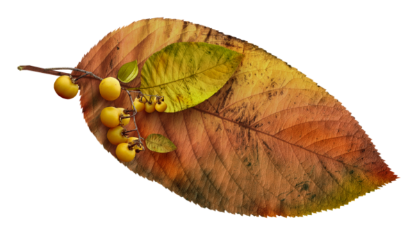 renkli-png-yaprak-resimleri-agac-yaprak-resimleri-flatkolik-1.png